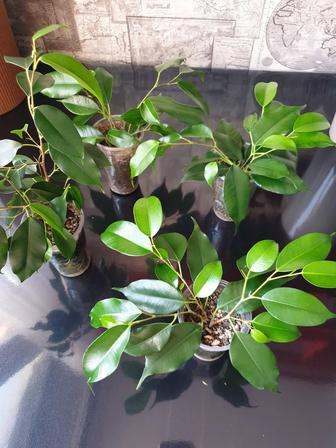 Фикус Бенджамина