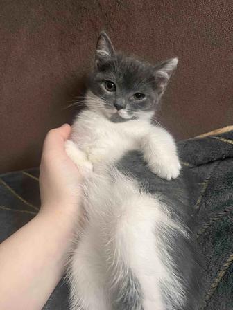Отдам котят бесплатно