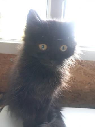 Кошка мышеловка, котенок даром