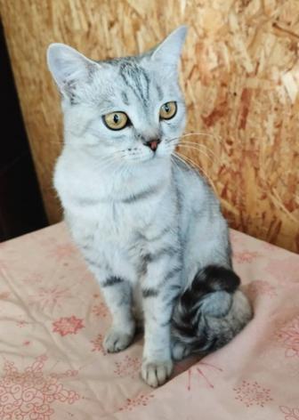 Кот