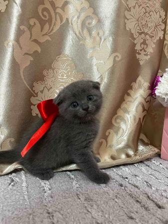 Шотландский вислоухий котенок мальчик идеален для вашей семьи!