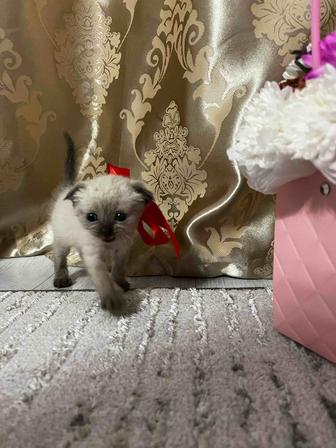Продам вислоухую девочку с редким окрасом. Колор-пойнт