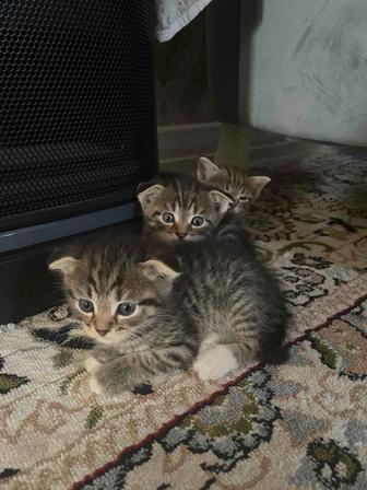 Котятки