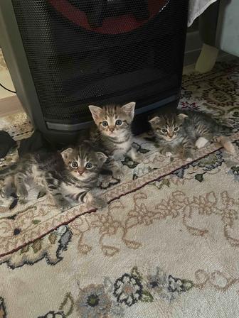 Котятки