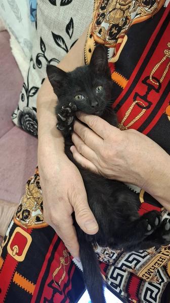 Котенок даром