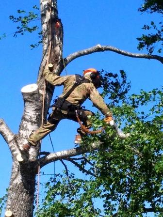 Спил деревьев кустарников