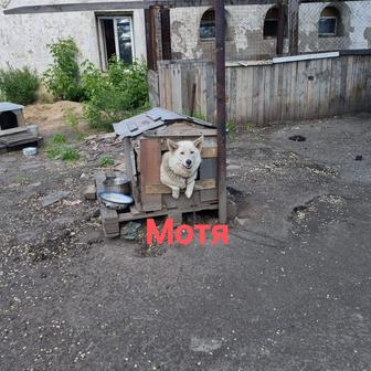 Собаки