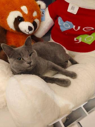 Котик в ответственные руки