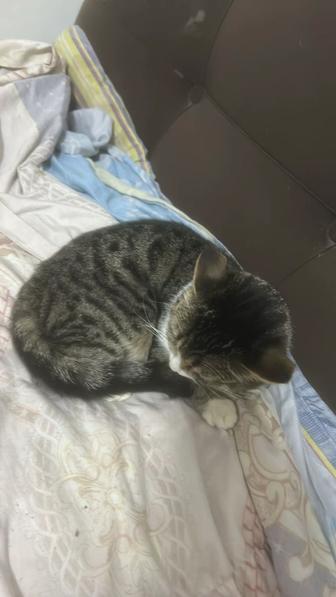 Кошка