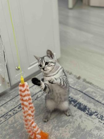 Отдам котенка в хорошие руки породистых