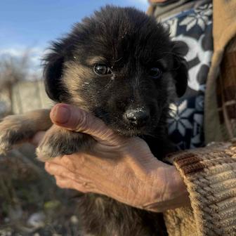 Щеночек Звоночек ищет Семью