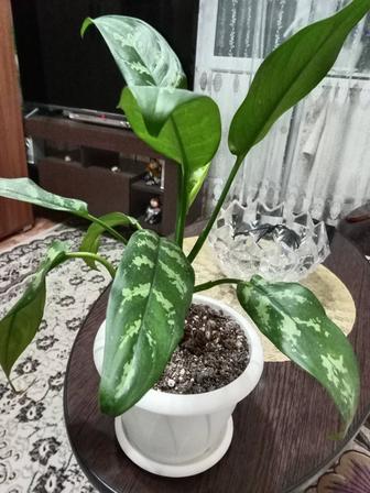 Аглаонема Мария продам