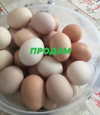 Яйцо домашнее.