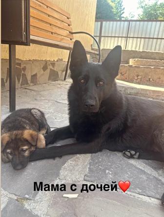 Овчарка девочка