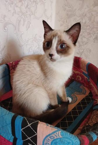 Котенок