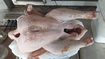 Продам тушки индюшки