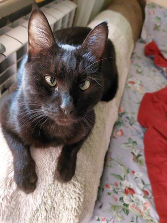 Котик ищет дом