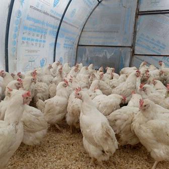 Продам курей, разная птица