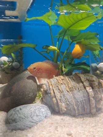 Аквариумные рыбки