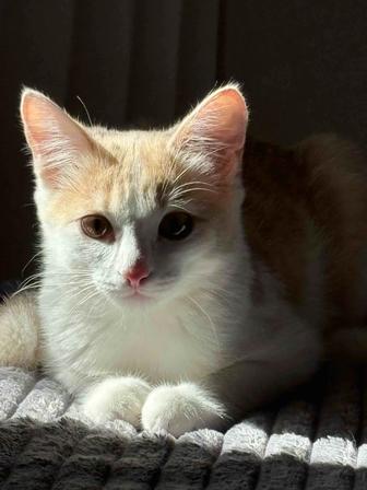 Отдам котенека 6 мес, имя Эдик, ласковый, умный, ест и корм и домашнюю еду