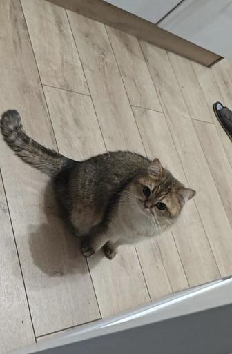 Продаю шотландскую прямоухую кошку