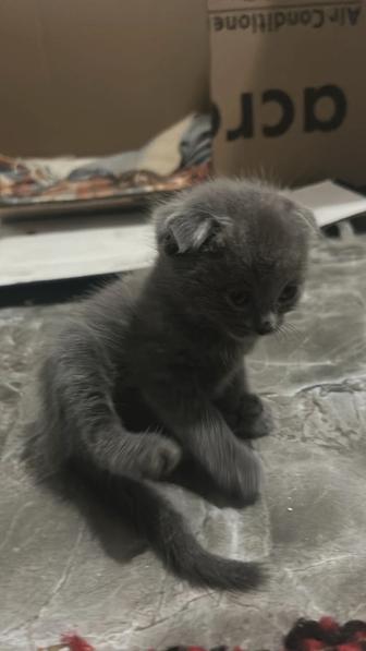 Продам котят
