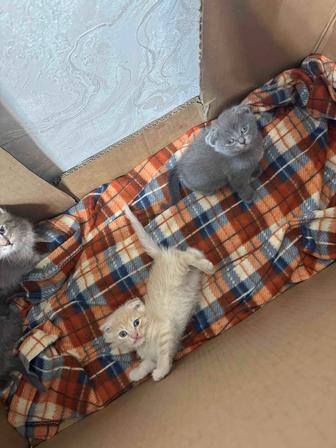 Продам котят