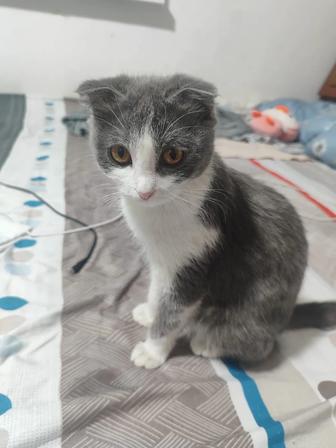 Отдам котенка в добрые руки