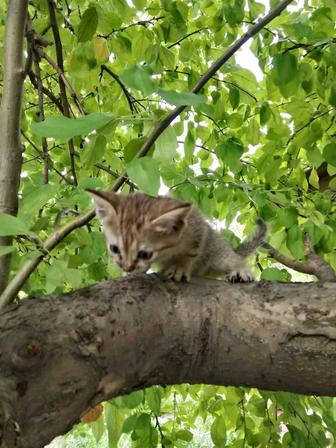 Отдам котенка