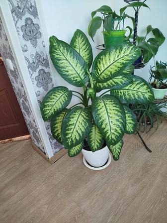 Продам Диффенбахию поменьше