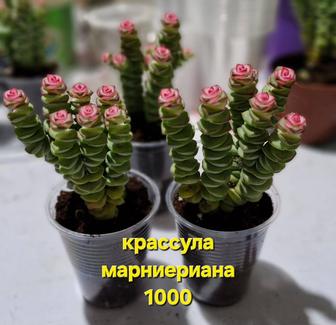 Домашние цветы