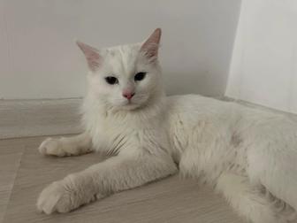 Отдадим красивого и умного кота