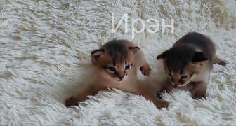 Абиссинские котята