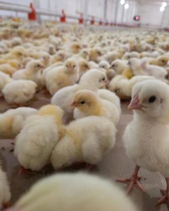 Цыплята Росс-308