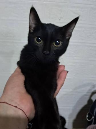 Котенок даром ,мурлыка Багира