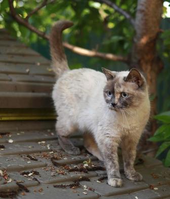 Кошечка в дар