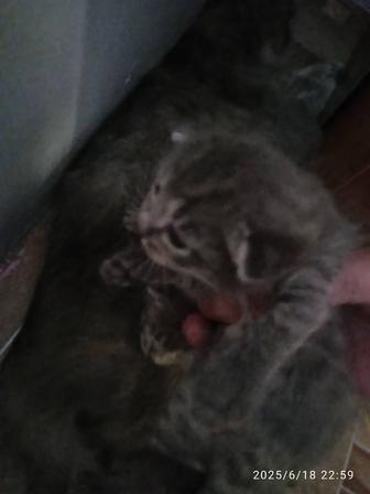Котята