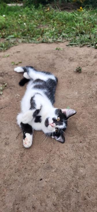 Отдам котят в хорошие руки бесплатно