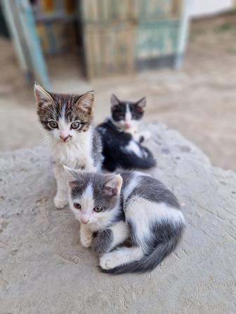 Отдам в хорошие руки кошки