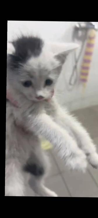 Котенок в добрые руки