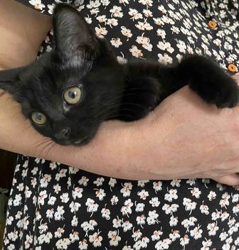 Отдам котенка в хорошие руки