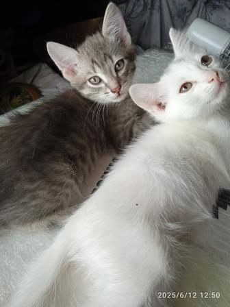 Бесплатно котята породистые