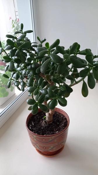 Комнатный цветок денежное дерево или живое целебное дерево