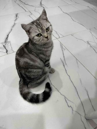 Шотландская кошка