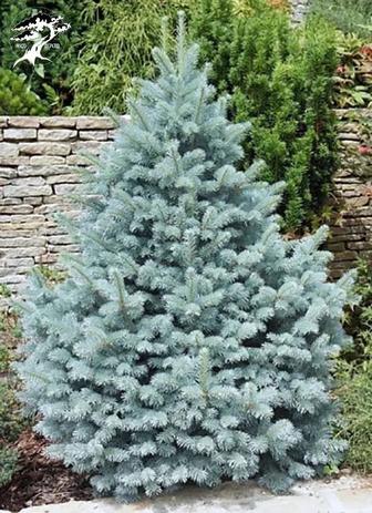 Продам саженцы голубая ель елка сосна липа рябина береза дуб кедр липа