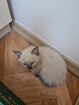 Отдам котенка
