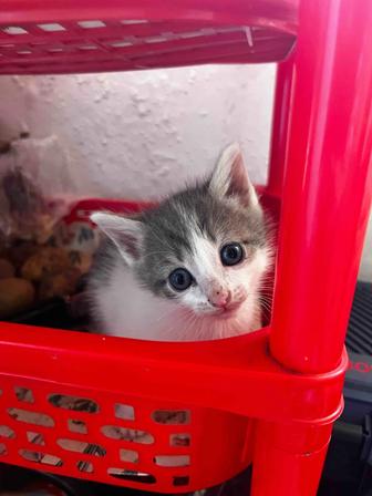 Отдам котят