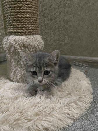 Котенок ищет дом