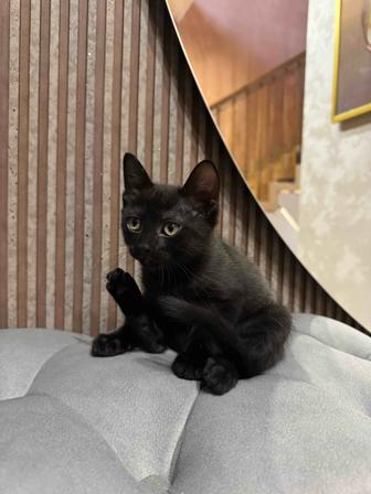 Продам котенка бесплатно