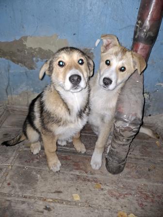 Отдам собак в хорошие руки